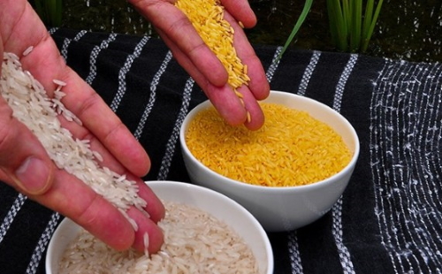 Biossegurança | Filipinas aprova arroz dourado