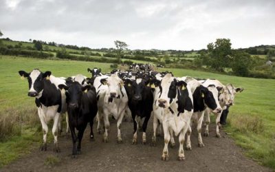 Declarações do Comissário Europeu do Ambiente repudiadas por produtores pecuários