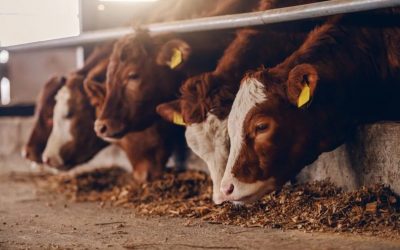 Produtores pecuários da UE desmentem declarações do Comissário europeu do Ambiente