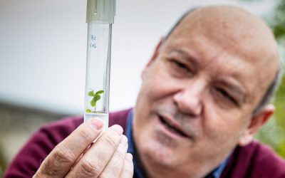 “Micropropagação é a ferramenta biotecnológica que permite obter plantas geneticamente iguais”