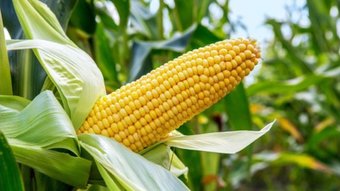 OGM | Nigéria aprova milho resistente a insetos e tolerante à seca