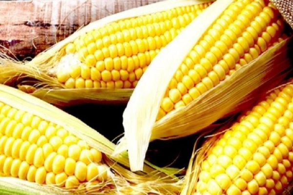 OGM | CE autoriza consumo de milho geneticamente modificado