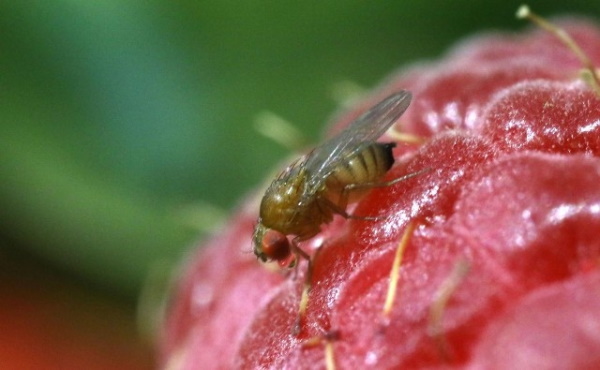 Edição genética | CRISPR poderia controlar as pragas e proteger os insetos não-alvo