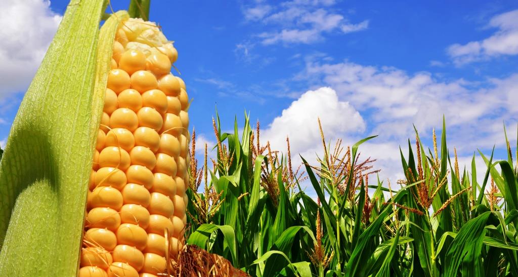 Estudo | Culturas geneticamente modificadas têm um impacto positivo na produção agrícola mundial
