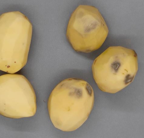 CRISPR | Argentinos desenvolvem batata geneticamente editada que não escurece