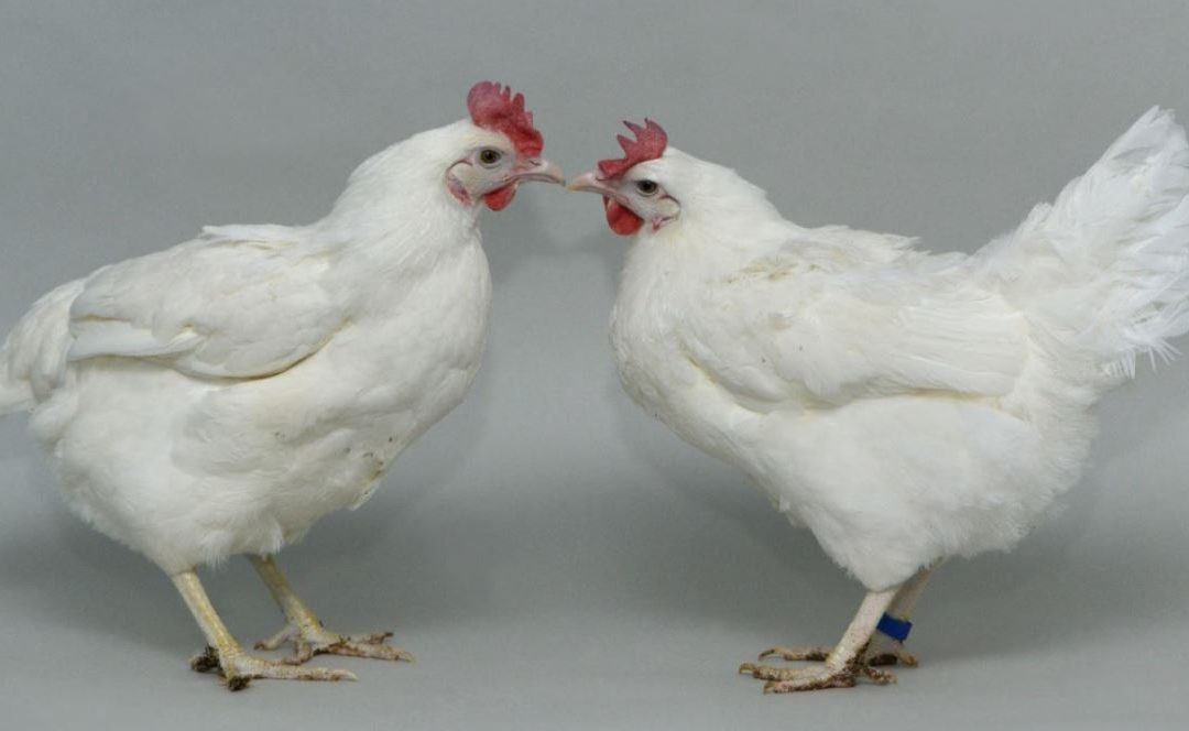 Edição genética | Cientistas editam genoma de galinhas para limitar a propagação da gripe aviária