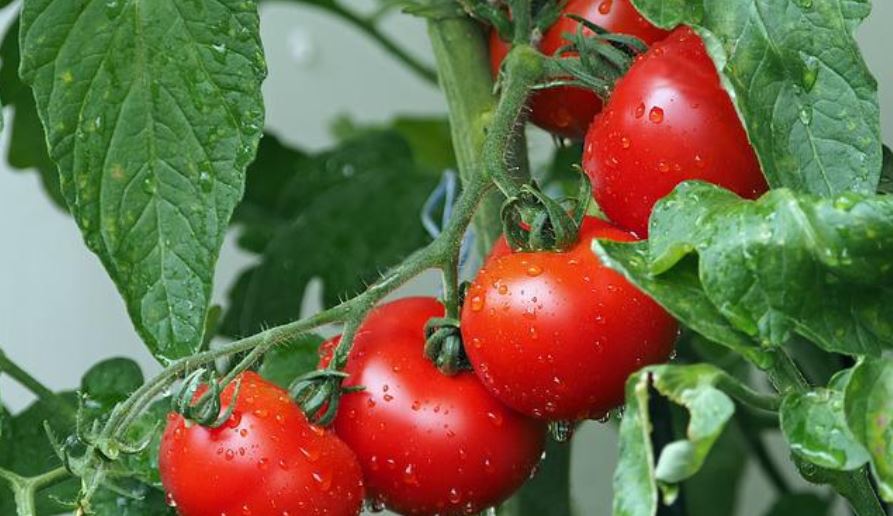 Alterações climáticas| Cientistas israelitas desenvolvem uma variedade de tomate resistente à seca