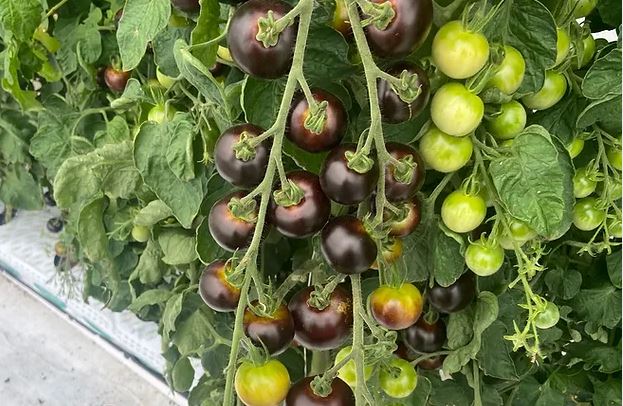 OGM | Sementes de tomate roxo com valor nutritivo reforçado já estão à venda nos EUA