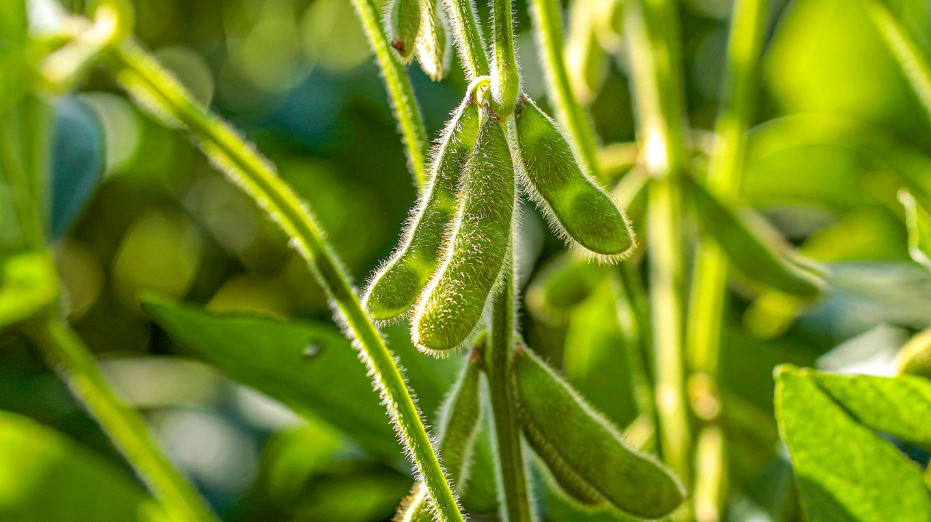 EFSA considera segura soja transgénica tolerante a quatro herbicidas