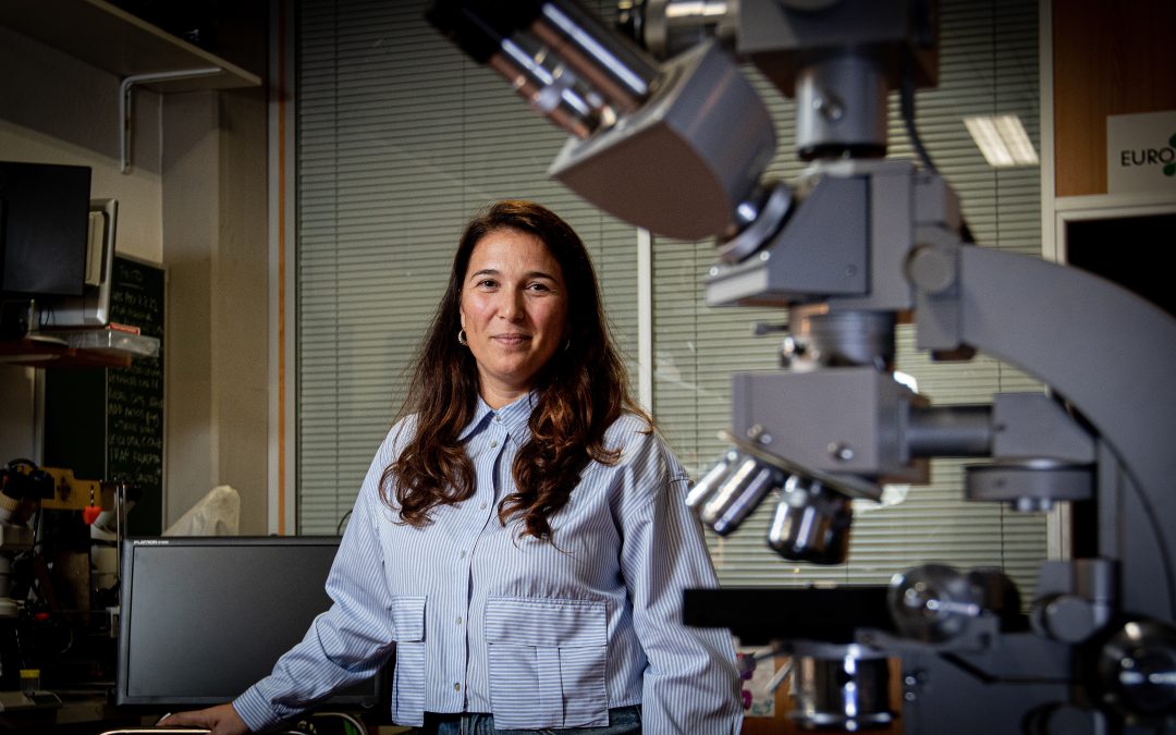 Como a batata pode ajudar a desvendar os segredos da cortiça?