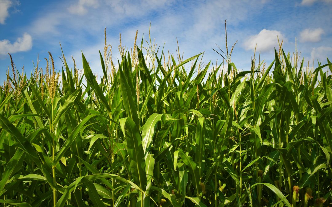 OGM | Comissão Europeia autoriza importação de quatro eventos geneticamente modificados