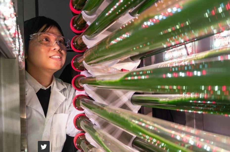 OGM | Algas geneticamente modificadas removem microplásticos da água