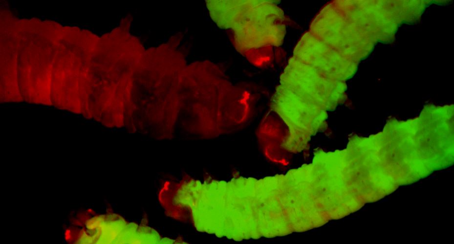 OGM | Traças geneticamente modificadas abrem novo caminho para o estudo de infeções a redução do uso de ratos em estudos
