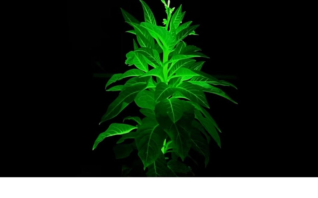 OGM | Plantas que brilham no escuro podem iluminar cidades sem eletricidade