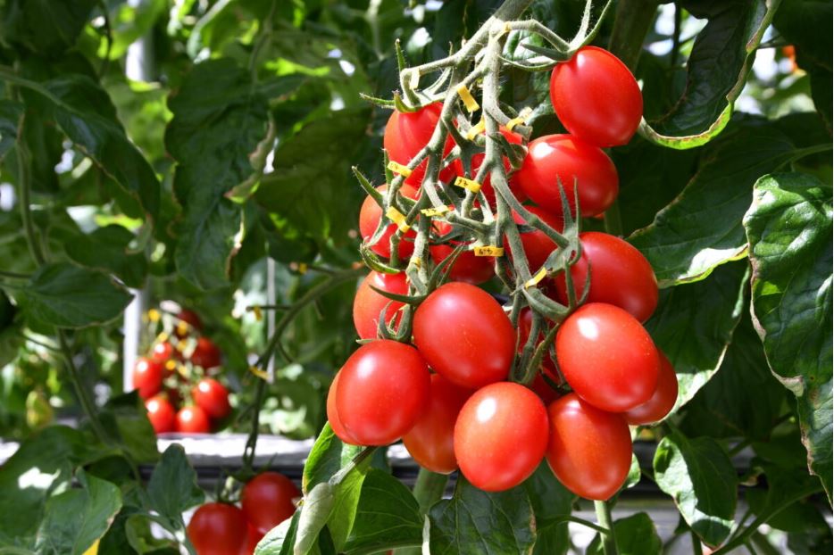 CRISPR | Canadá considera seguro tomate geneticamente editado rico em GABA e autoriza a sua comercialização