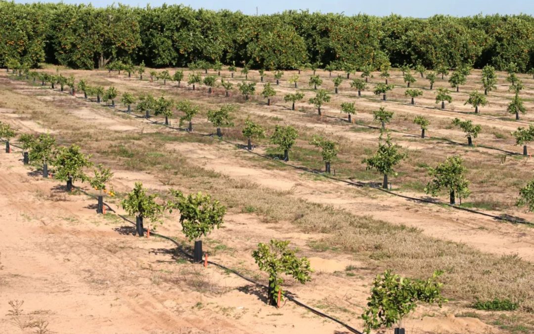 CRISPR | Flórida aposta em 300 mil árvores geneticamente editadas para salvar citrinos devastados por doença