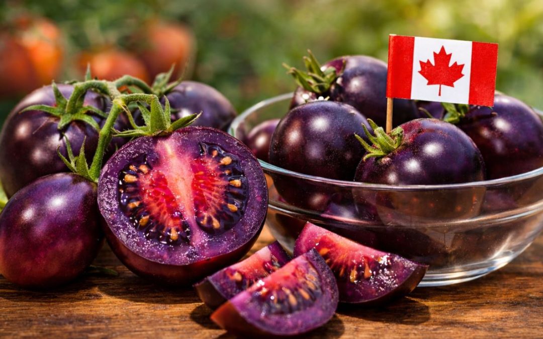 OGM | Canadá aprova cultivo de tomate roxo rico em antioxidantes